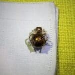 Antorà gemelli argento smalto tarantola - immagine 2